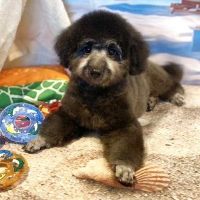 ミディアムプードル(1483)の子犬情報