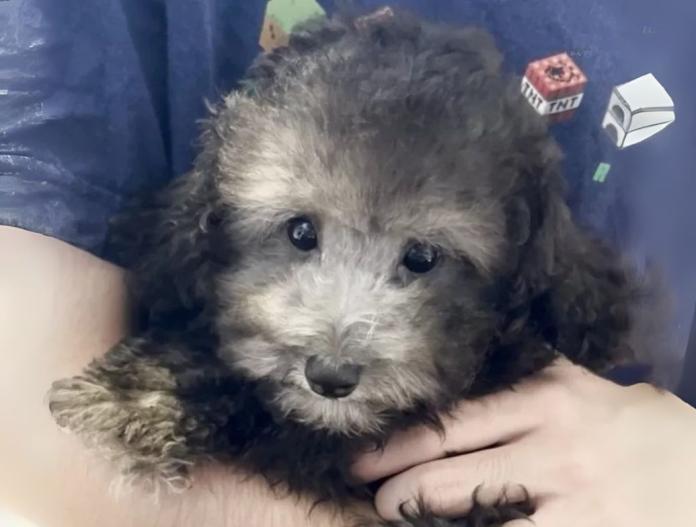 犬のプロフィール画像