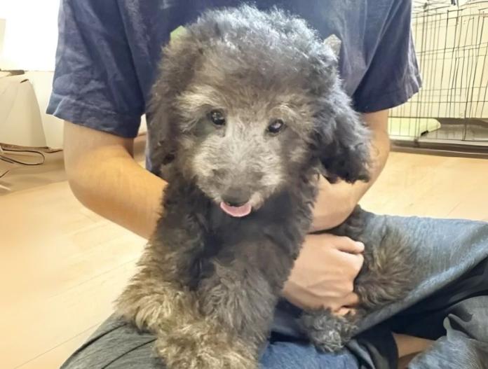犬のプロフィール画像