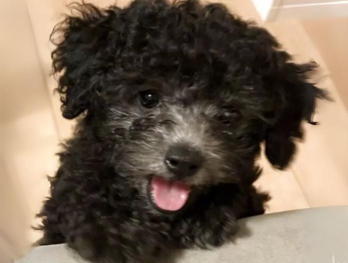 犬のプロフィール画像