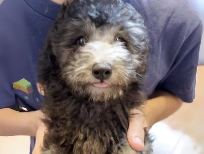 犬のプロフィール画像