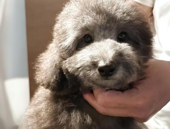 犬のプロフィール画像