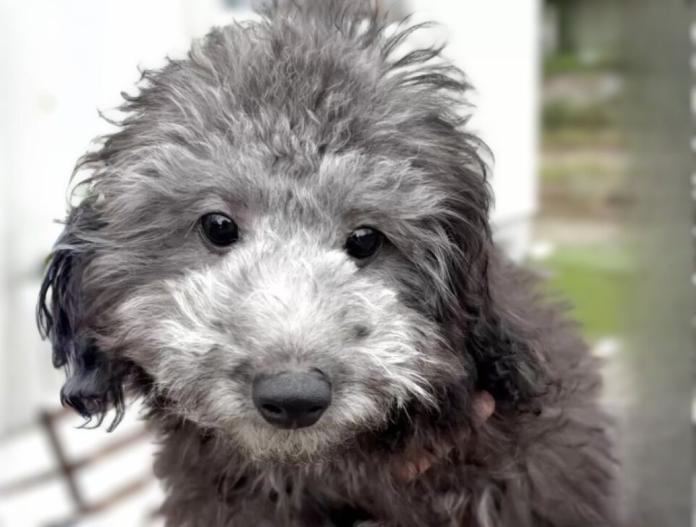 犬のプロフィール画像