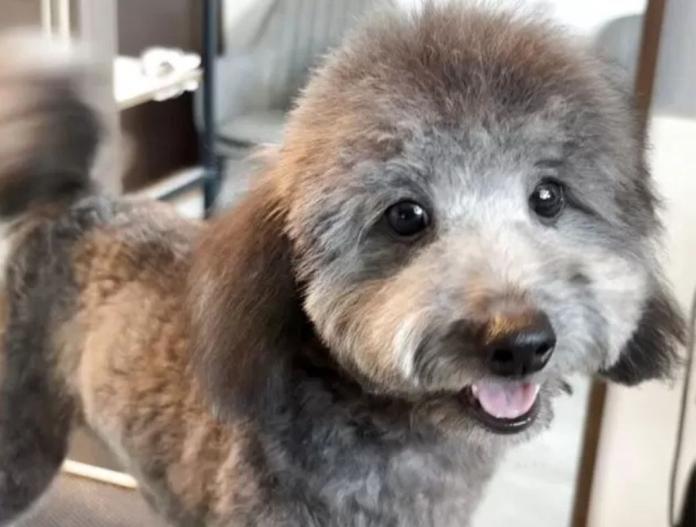 トイプードル(群馬県・女の子・2025/06/23・シルバー)の子犬情報! | 森田 美穂ブリーダー(692)