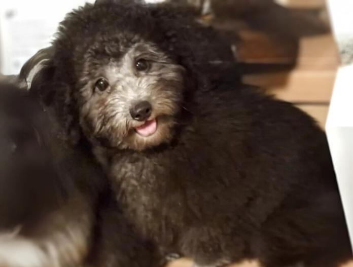 犬のプロフィール画像