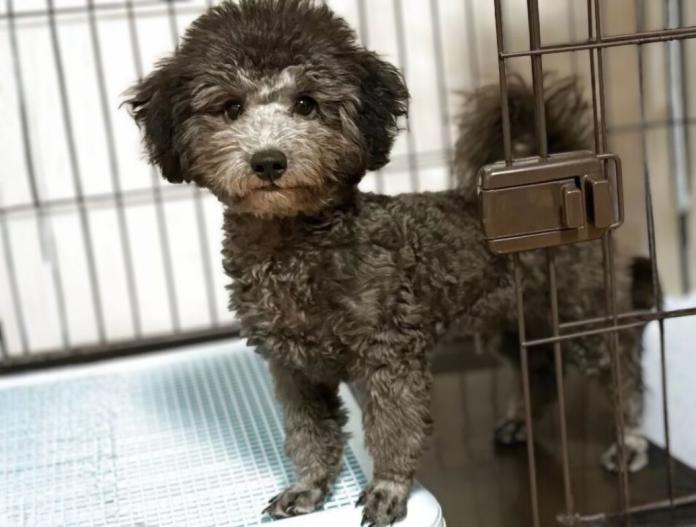 犬のプロフィール画像