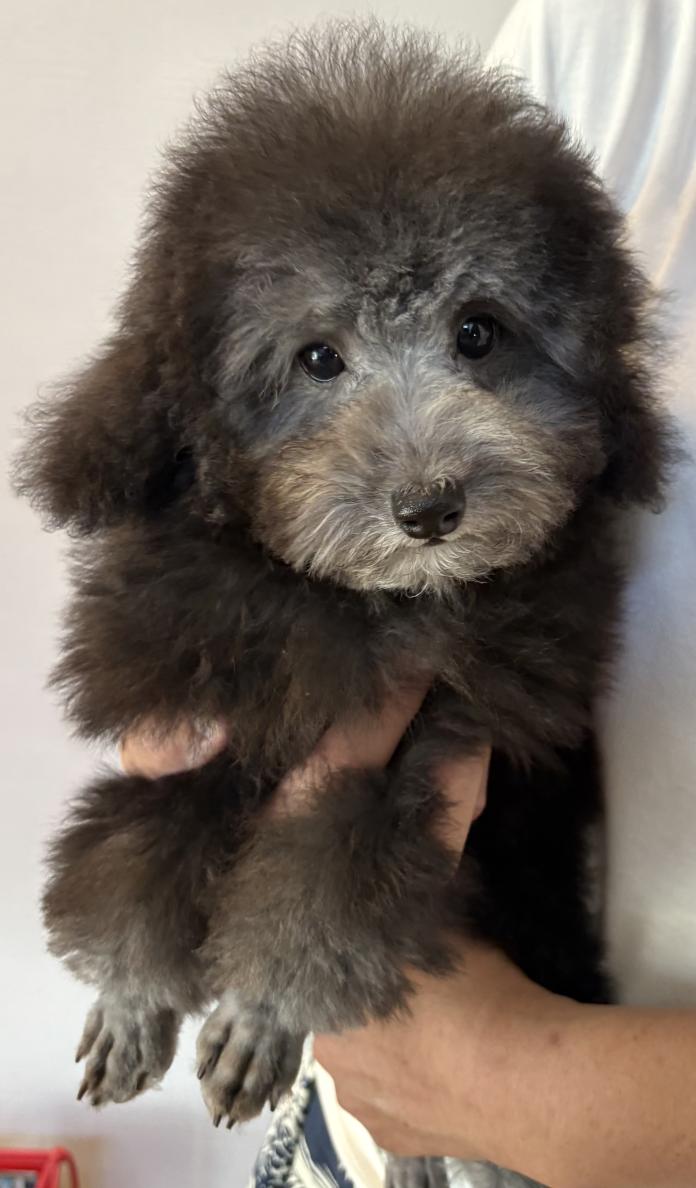犬のプロフィール画像
