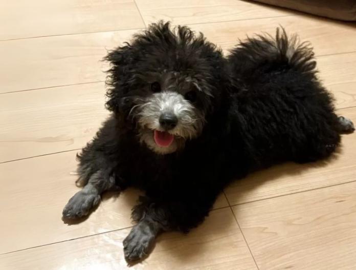 犬のプロフィール画像