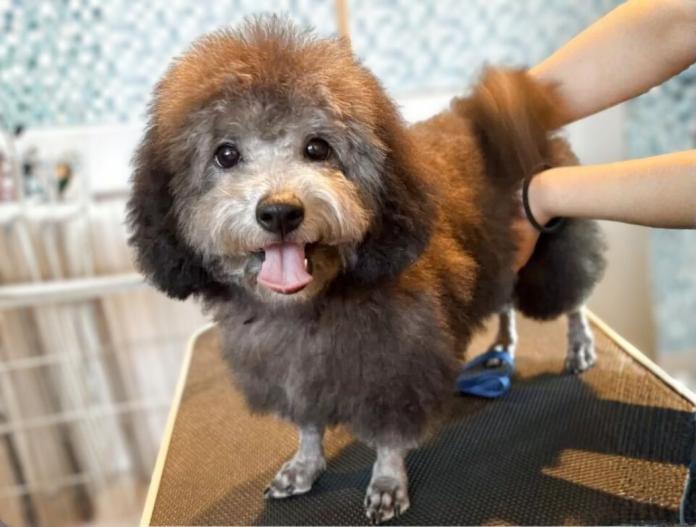 犬のプロフィール画像