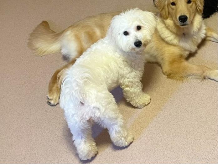 犬のプロフィール画像