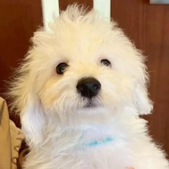ビションフリーゼ(東京都・男の子・2025/11/12・ホワイト)の子犬情報! | 橋浦 菜つ美ブリーダー(1130)