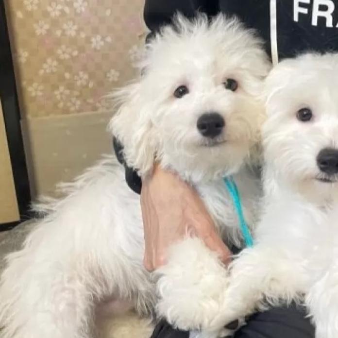 ビションフリーゼ(東京都・男の子・2025/11/12・ホワイト)の子犬情報! | 橋浦 菜つ美ブリーダー(1130)