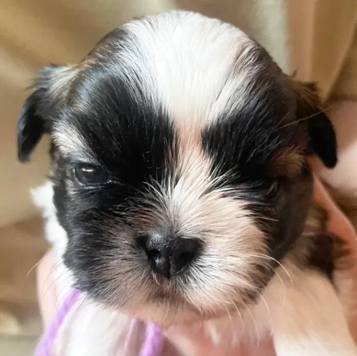 シーズー(東京都・男の子・2026/01/19・ゴールド&ホワイト)の子犬情報! | 橋浦 菜つ美ブリーダー(1131)