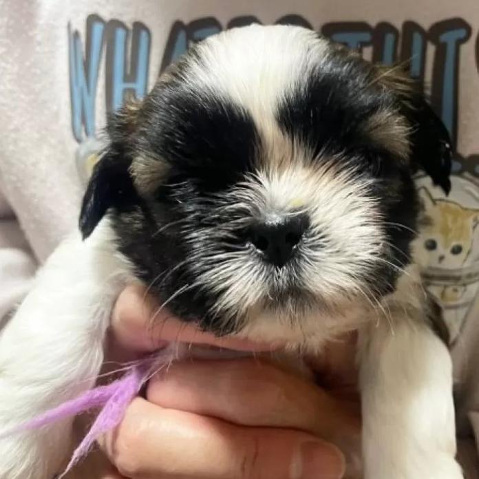 シーズー(東京都・男の子・2026/01/19・ゴールド&ホワイト)の子犬情報! | 橋浦 菜つ美ブリーダー(1131)