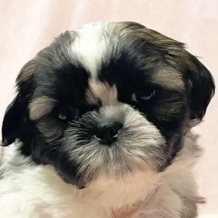 シーズー(東京都・男の子・2026/01/19・ゴールド&ホワイト)の子犬情報! | 橋浦 菜つ美ブリーダー(1131)