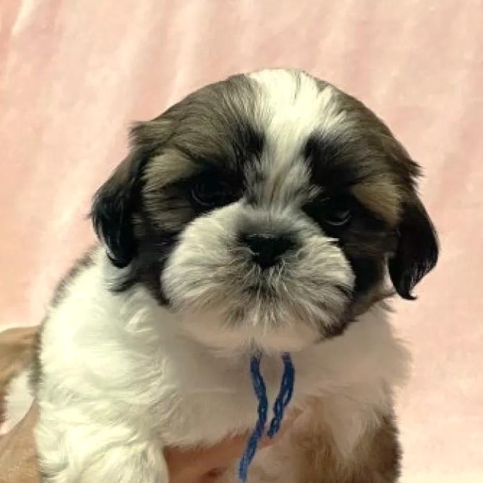 シーズー(東京都・男の子・2026/01/19・ゴールド&ホワイト)の子犬情報! | 橋浦 菜つ美ブリーダー(1147)