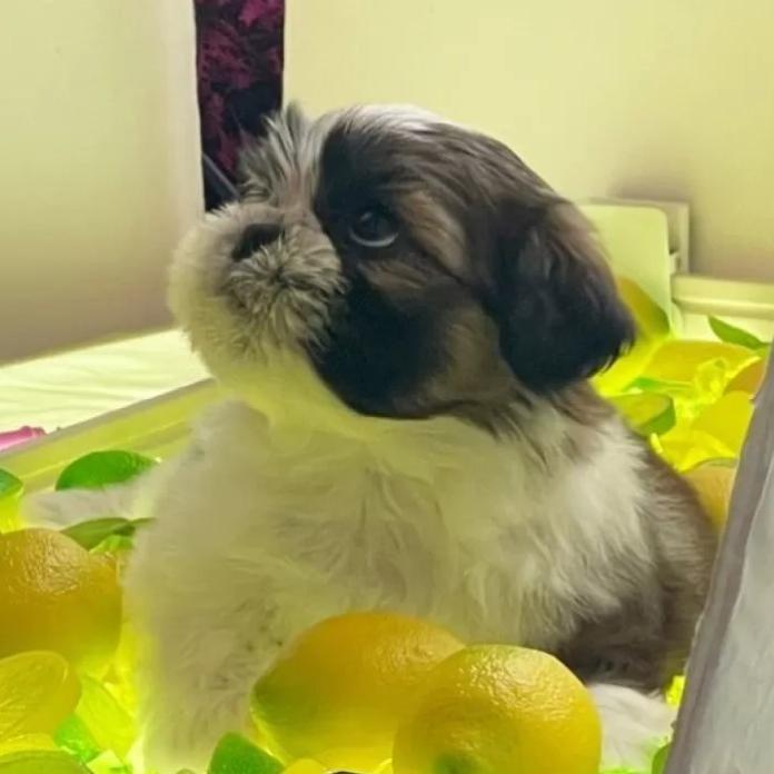 シーズー(東京都・男の子・2026/01/19・ゴールド&ホワイト)の子犬情報! | 橋浦 菜つ美ブリーダー(1147)