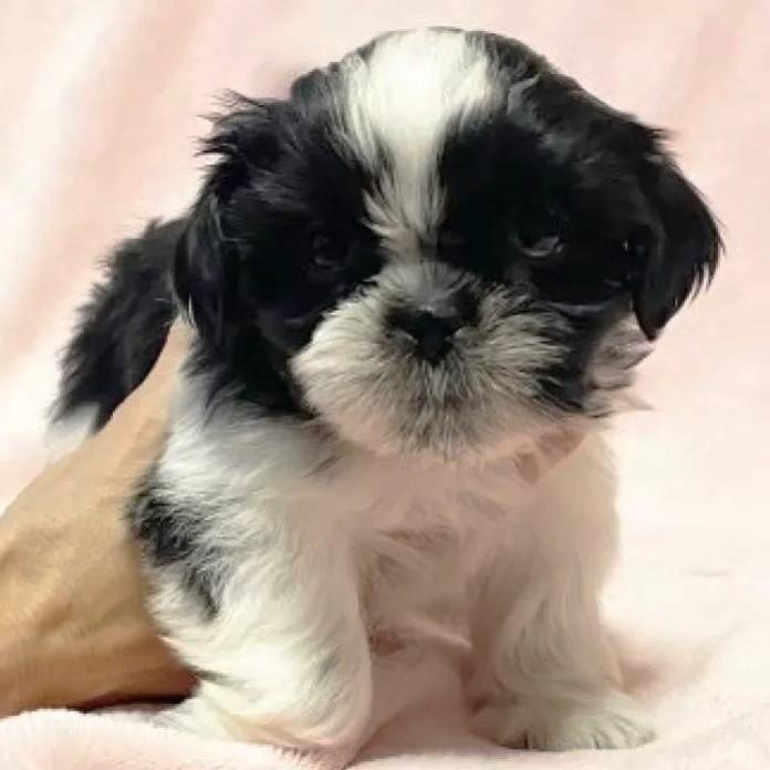 シーズー(東京都・男の子・2026/01/19・ブラック&ホワイト)の子犬情報! | 橋浦 菜つ美ブリーダー(1148)