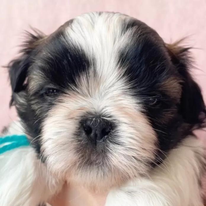 シーズー(東京都・男の子・2026/01/19・ゴールド&ホワイト)の子犬情報! | 橋浦 菜つ美ブリーダー(1149)