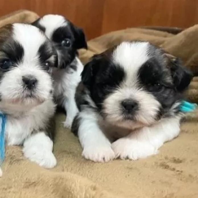 シーズー(東京都・男の子・2026/01/19・ゴールド&ホワイト)の子犬情報! | 橋浦 菜つ美ブリーダー(1149)