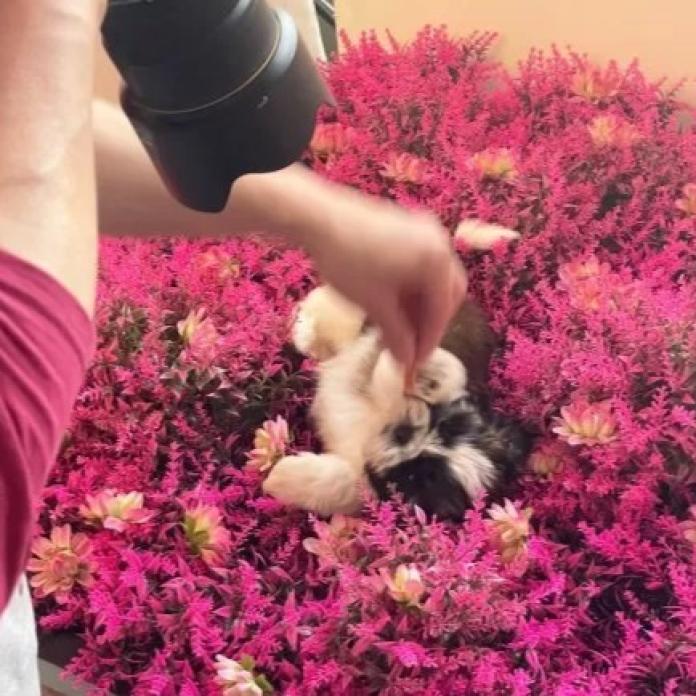 シーズー(東京都・男の子・2026/01/19・ゴールド&ホワイト)の子犬情報! | 橋浦 菜つ美ブリーダー(1149)