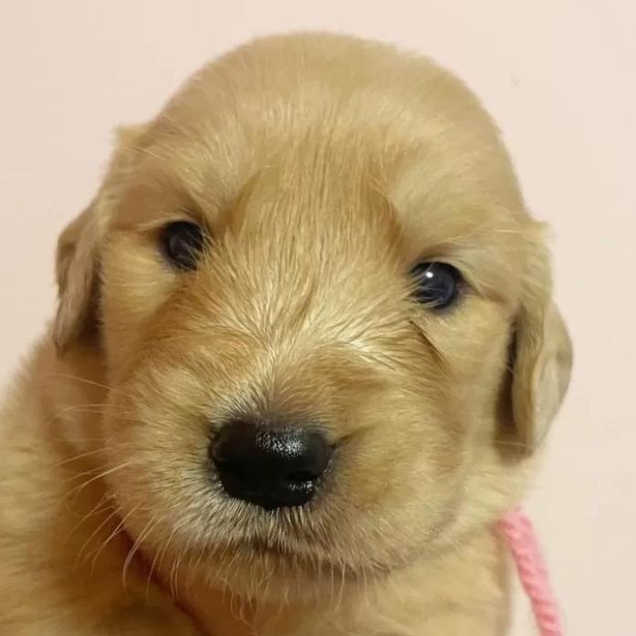 ゴールデンレトリバー(東京都・女の子・2026/03/25・ゴールド)の子犬情報! | 橋浦 菜つ美ブリーダー(1348)