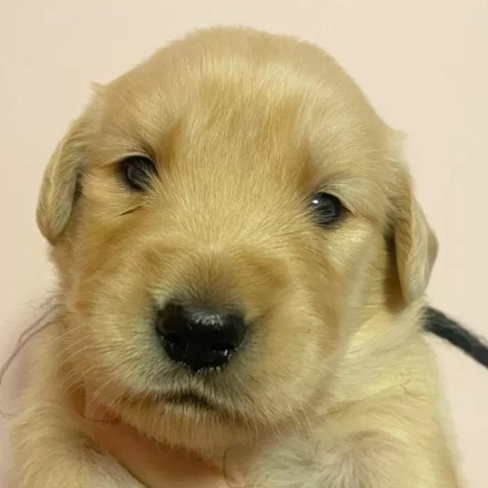 ゴールデンレトリバー(東京都・男の子・2026/03/25・ゴールド)の子犬情報! | 橋浦 菜つ美ブリーダー(1349)