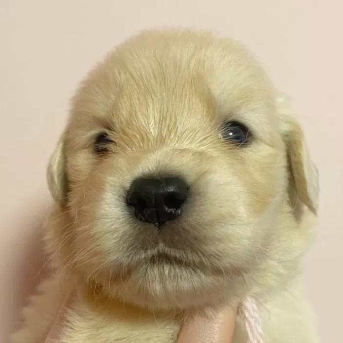 ゴールデンレトリバー(東京都・女の子・2026/03/25・クリーム)の子犬情報! | 橋浦 菜つ美ブリーダー(1351)