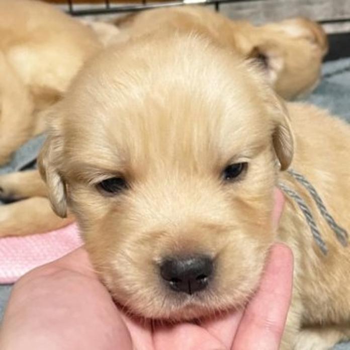 ゴールデンレトリバー(東京都・男の子・2026/03/25・クリーム)の子犬情報! | 橋浦 菜つ美ブリーダー(1357)