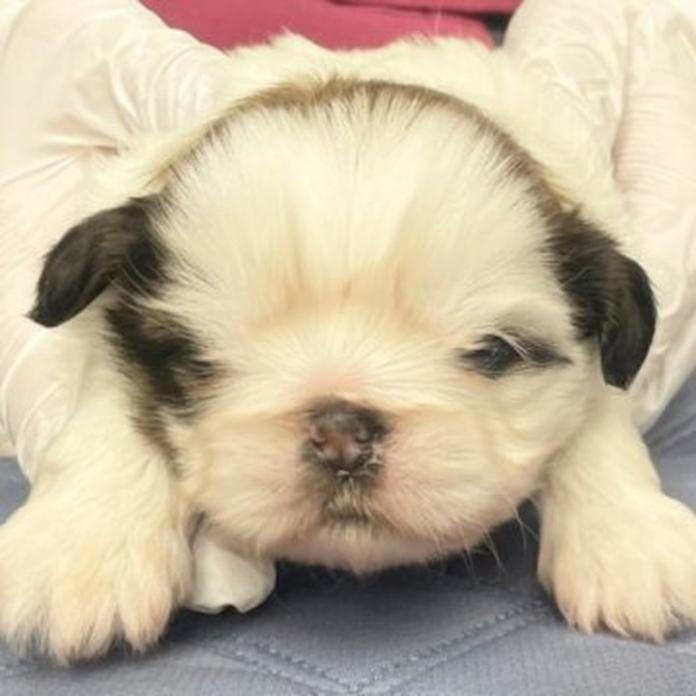 シーズー(東京都・女の子・2026/03/16・ゴールド&ホワイト)の子犬情報! | 橋浦 菜つ美ブリーダー(1371)