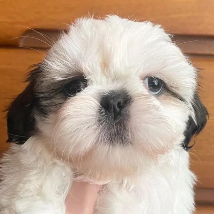 シーズー(1371)の子犬情報