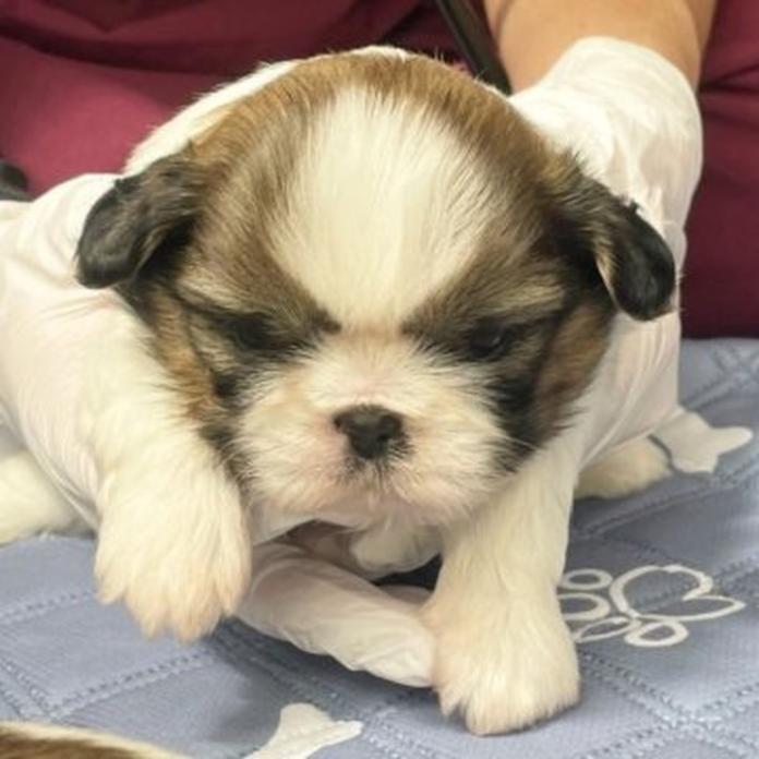 シーズー(東京都・男の子・2026/03/16・ゴールド&ホワイト)の子犬情報! | 橋浦 菜つ美ブリーダー(1373)