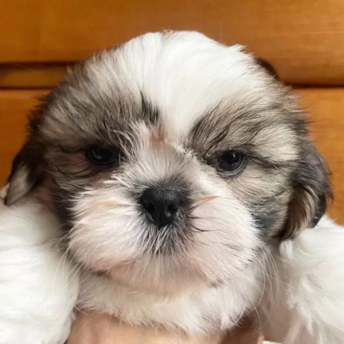 シーズー(1373)の子犬情報