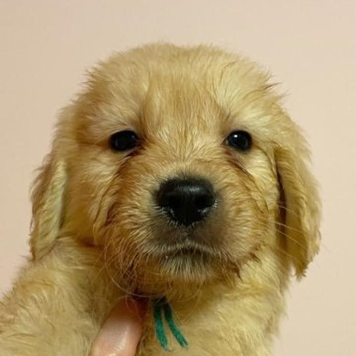 ゴールデンレトリバー(1403)の子犬情報