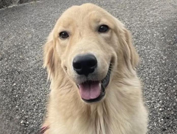 ゴールデンレトリバー(東京都・男の子・2025/01/31・ゴールド)の子犬情報! | 橋浦 菜つ美ブリーダー(184)