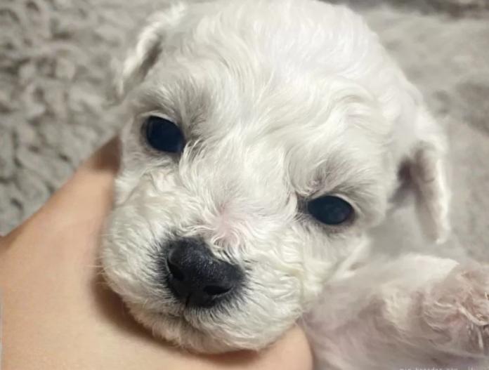 ビションフリーゼ(東京都・男の子・2025/11/12・ホワイト)の子犬情報! | 橋浦 菜つ美ブリーダー(918)