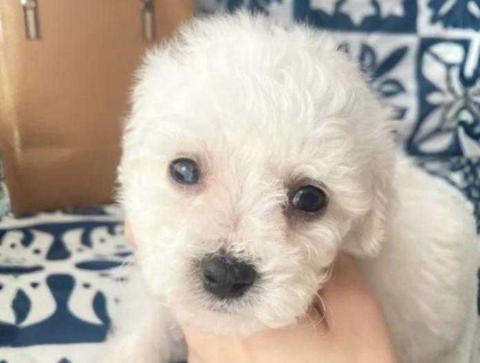 ビションフリーゼ(東京都・男の子・2025/11/12・ホワイト)の子犬情報! | 橋浦 菜つ美ブリーダー(918)