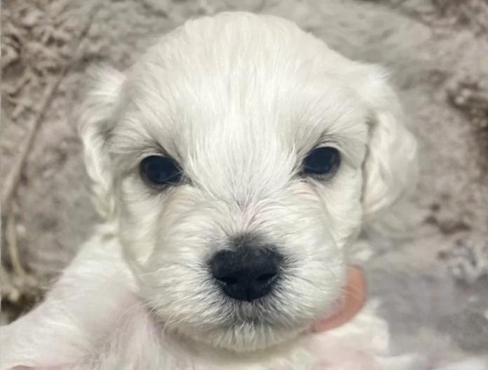 ビションフリーゼ(東京都・男の子・2025/11/12・ホワイト)の子犬情報! | 橋浦 菜つ美ブリーダー(919)