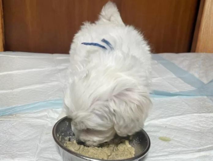 ビションフリーゼ(東京都・男の子・2025/11/12・ホワイト)の子犬情報! | 橋浦 菜つ美ブリーダー(919)