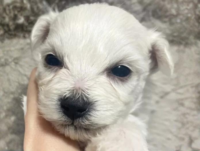 ビションフリーゼ(東京都・男の子・2025/11/12・ホワイト)の子犬情報! | 橋浦 菜つ美ブリーダー(920)