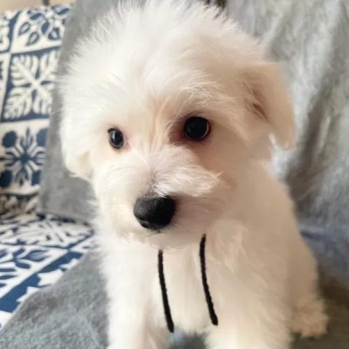 ビションフリーゼ(東京都・男の子・2025/11/12・ホワイト)の子犬情報! | 橋浦 菜つ美ブリーダー(920)