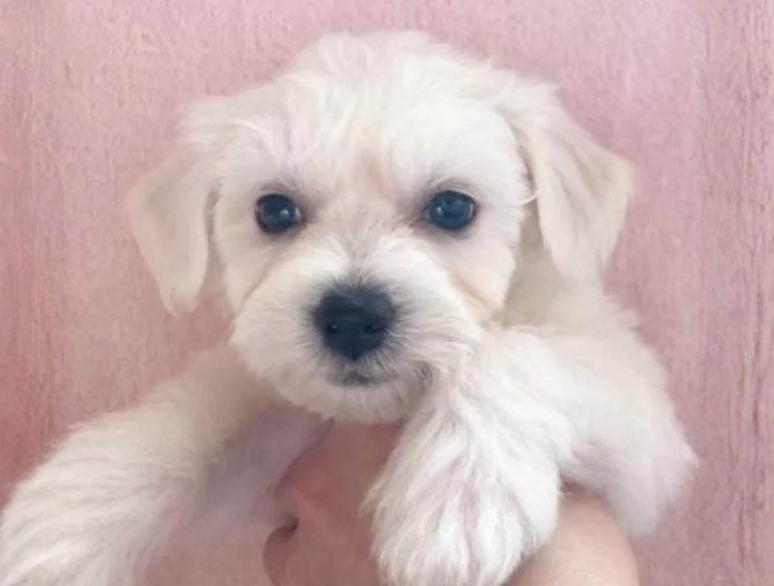 ビションフリーゼ(東京都・男の子・2025/11/12・ホワイト)の子犬情報! | 橋浦 菜つ美ブリーダー(920)