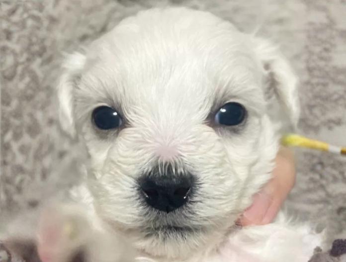 ビションフリーゼ(東京都・女の子・2025/11/12・ホワイト)の子犬情報! | 橋浦 菜つ美ブリーダー(921)