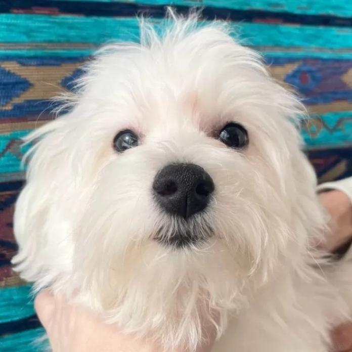 ビションフリーゼ(東京都・女の子・2025/11/12・ホワイト)の子犬情報! | 橋浦 菜つ美ブリーダー(921)