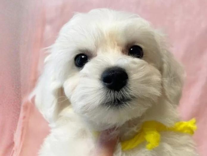 ビションフリーゼ(東京都・女の子・2025/11/12・ホワイト)の子犬情報! | 橋浦 菜つ美ブリーダー(921)