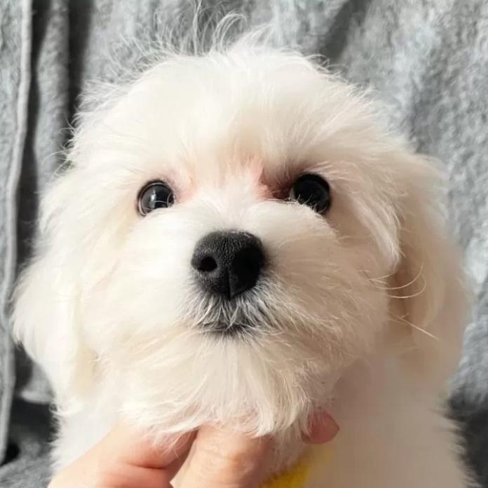 ビションフリーゼ(東京都・女の子・2025/11/12・ホワイト)の子犬情報! | 橋浦 菜つ美ブリーダー(921)