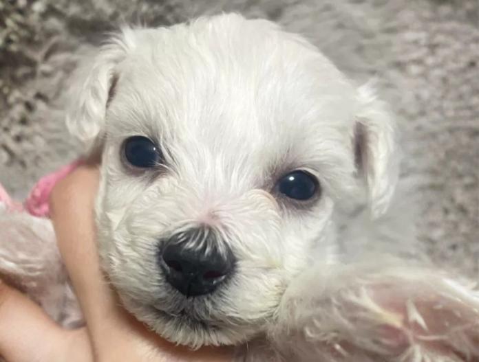 ビションフリーゼ(東京都・女の子・2025/11/12・ホワイト)の子犬情報! | 橋浦 菜つ美ブリーダー(922)