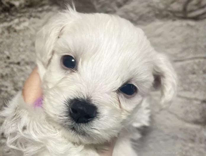 ビションフリーゼ(東京都・男の子・2025/11/12・ホワイト)の子犬情報! | 橋浦 菜つ美ブリーダー(923)