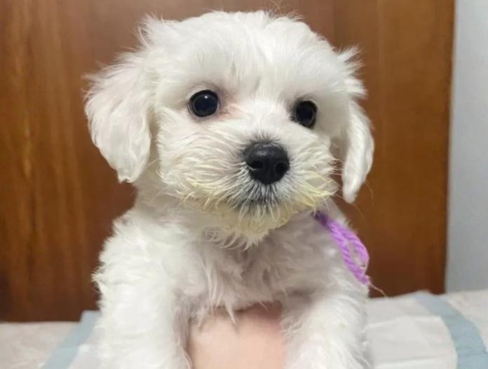 ビションフリーゼ(東京都・男の子・2025/11/12・ホワイト)の子犬情報! | 橋浦 菜つ美ブリーダー(923)