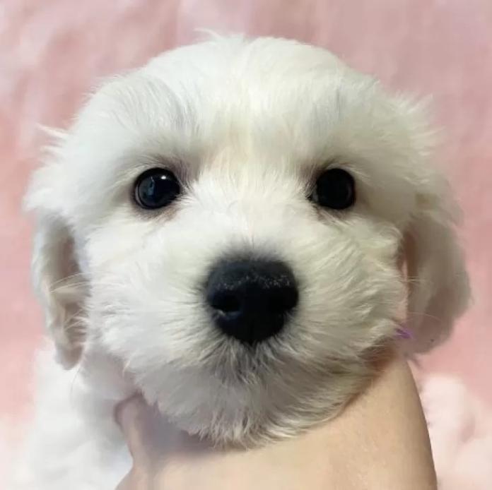 ビションフリーゼ(東京都・男の子・2025/11/12・ホワイト)の子犬情報! | 橋浦 菜つ美ブリーダー(923)